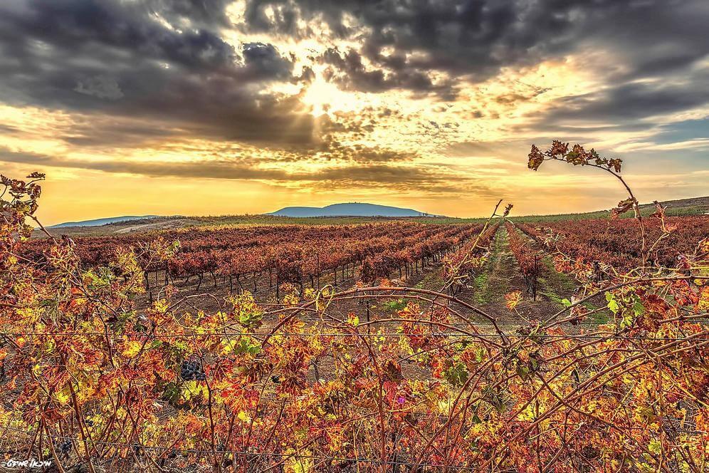15404 גלריה כללית, אחוזת נפתלי, וילה  ברמות נפתלי וילות - Vila