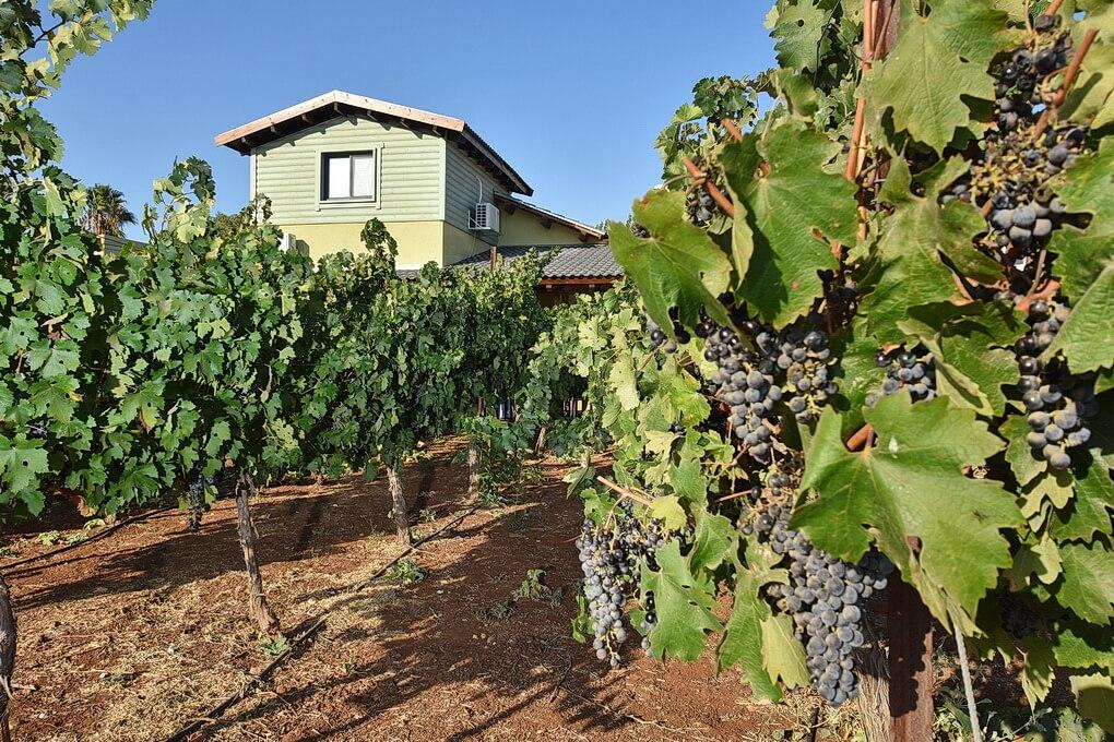 28094 מתחם חיצוני, הוילה בכרמים, וילה  בעלמה וילות - Vila