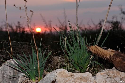 53371 וילה כליל הטבע, וילה כליל הטבע, וילה  בכליל וילות - Vila