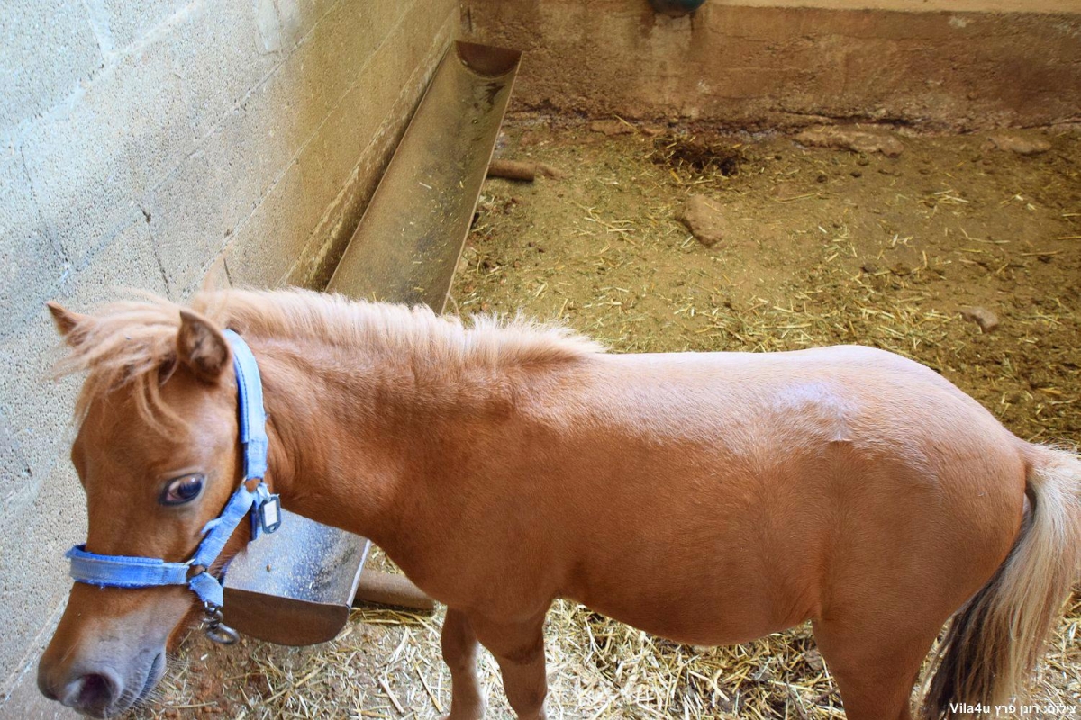 87664 חוות מונפורטויטו, חוות מונפורטויטו, וילה  בגורן וילות - Vila