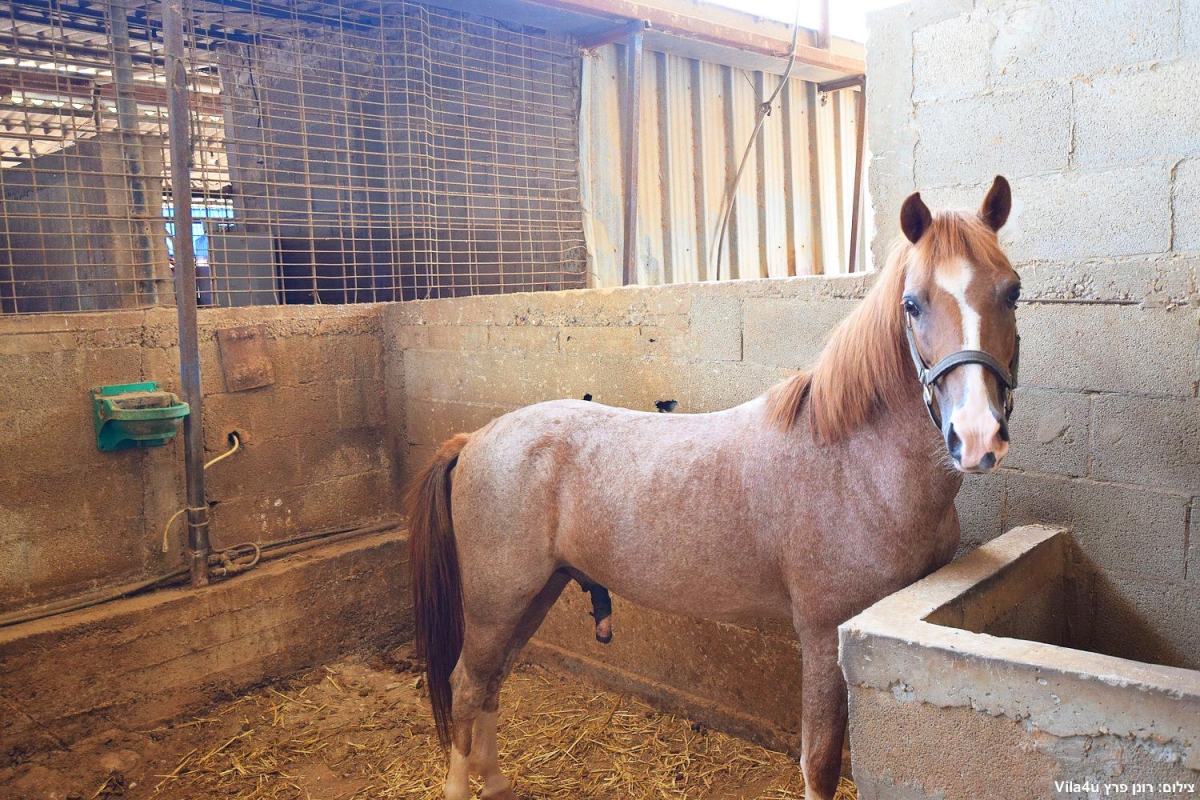 87669 חוות מונפורטויטו, חוות מונפורטויטו, וילה  בגורן וילות - Vila