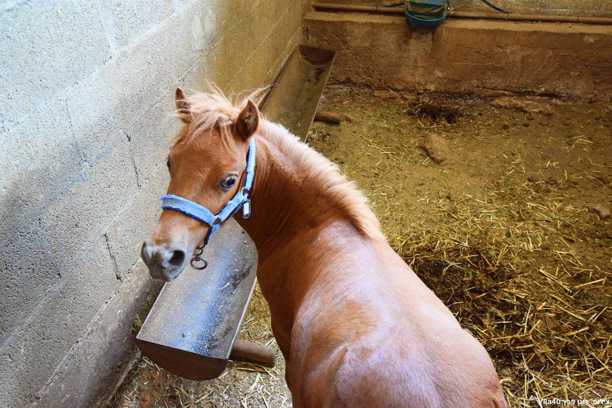 87721 אטרקציות במקום, חוות מונפורטויטו, וילה  בגורן וילות - Vila