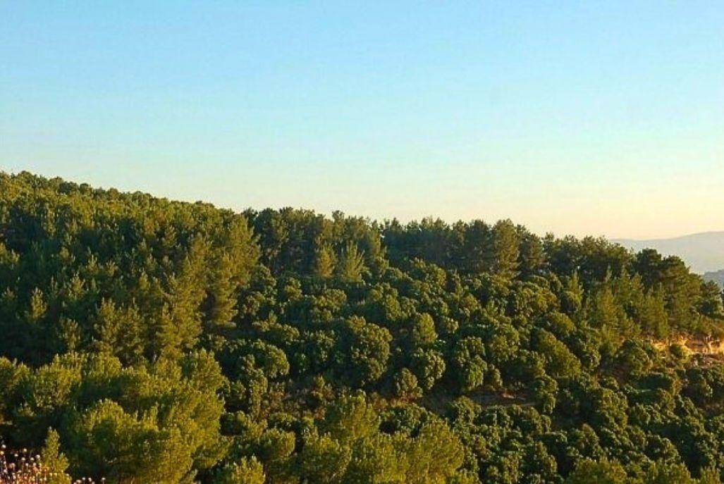 161599 מתחם חיצוני, אחוזת שלמה, וילה  בחזון וילות - Vila