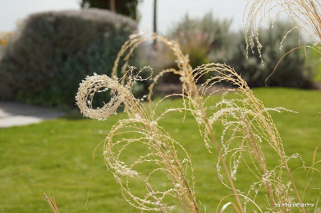 216235 סאן ריזורט - מתחם חיצוני, סאן ריזורט, וילה  באמנון וילות - Vila