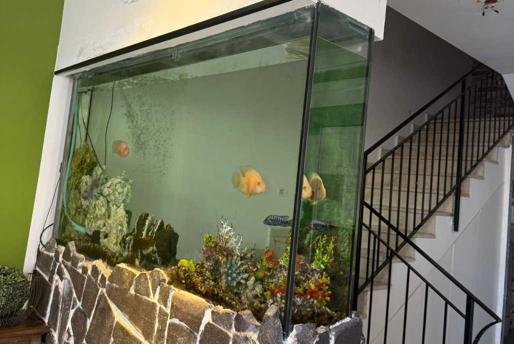 217453 גלריה כללית, סוויטת גן עדן בשרון, וילה  בכפר סבא וילות - Vila